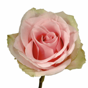 ROSE ABSOLUT IN PINK - 60 CM